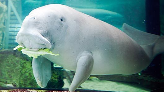 Esta baleia beluga tem sido mantida no aquário de um shopping por