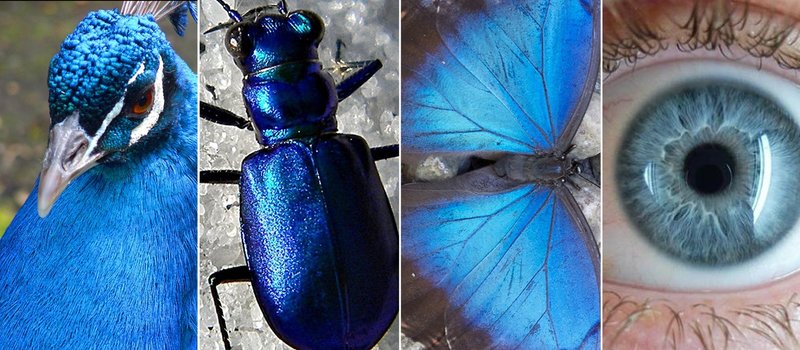 Por que a cor azul é tão rara na natureza?