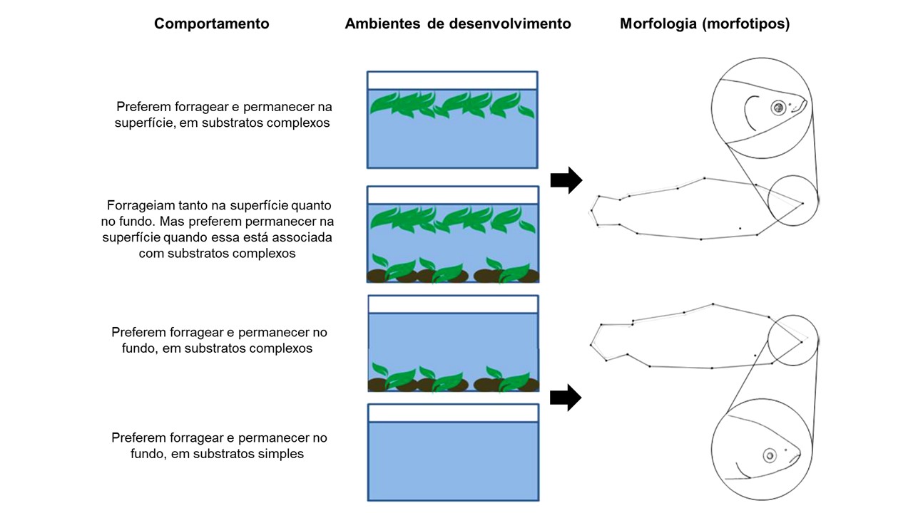 Ambientes de desenvolvimento, morfologia e comportamento induzidos por plasticidade do desenvolvimento