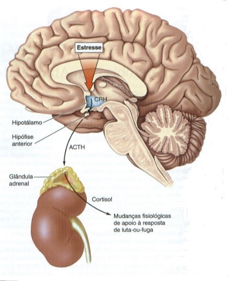 No estresse, hipotálamo secreta CRH, liberado pela hipófise, induz ACTH, que age nas suprarrenais, estimulando cortisol