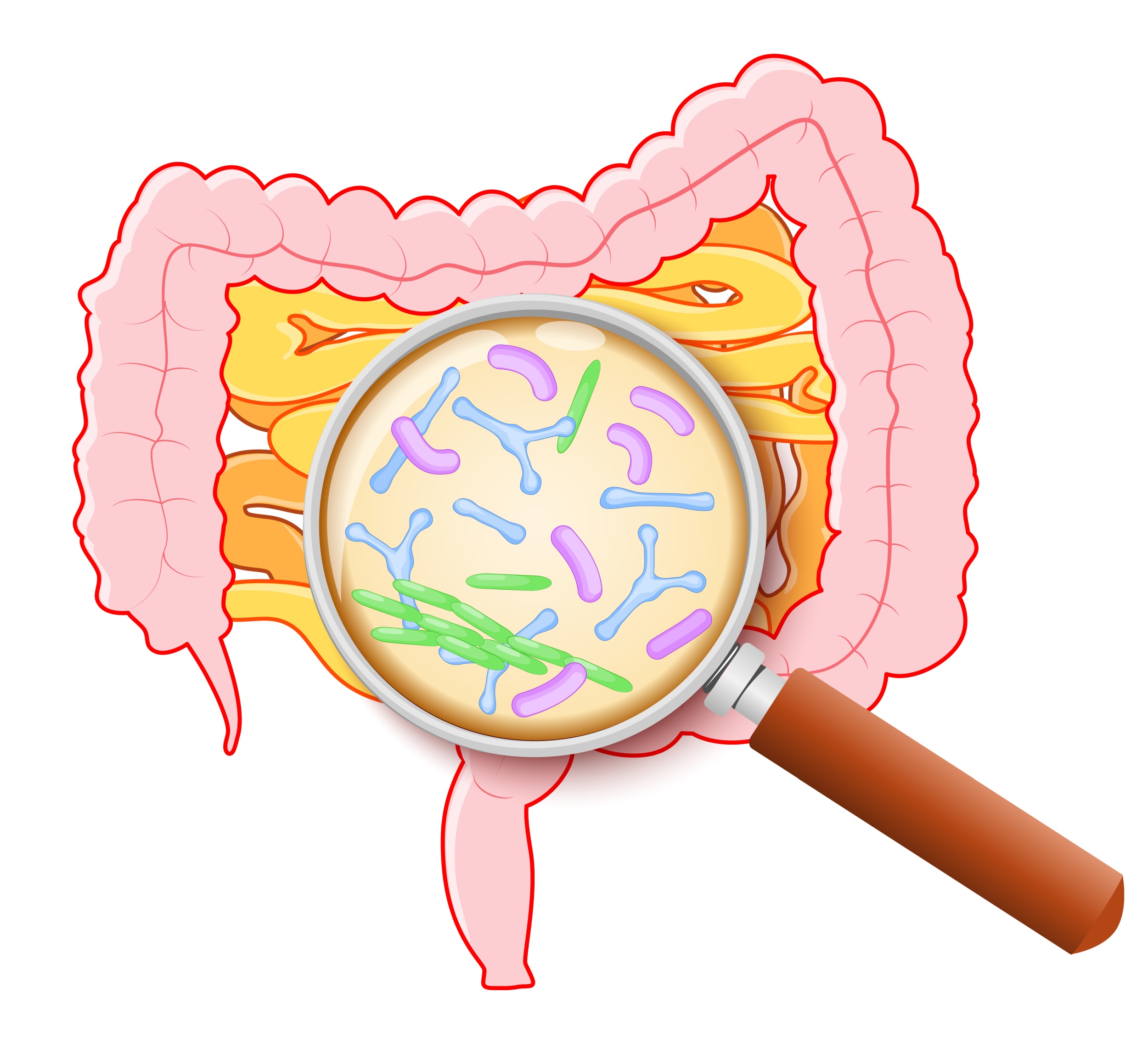 bactérias do intestino transplante