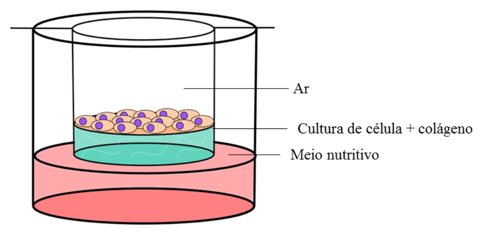 células in vitro, cultura 3D desenho