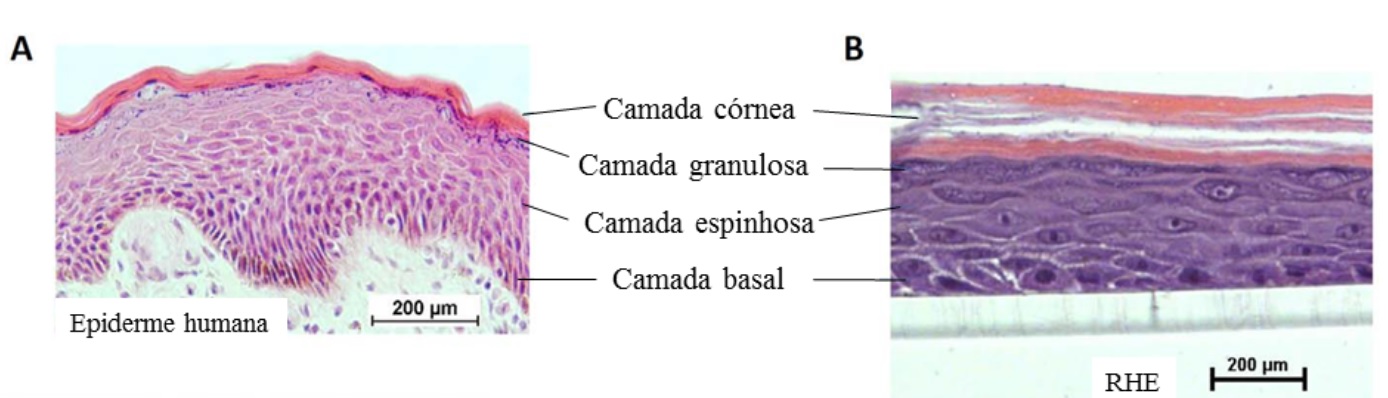células da epiderme humana e tecido imagem de microscopia