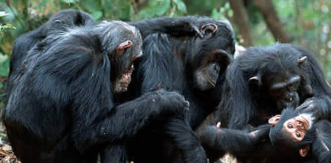 Chimpanzés enfileirados e interagindo em comportamento de limpar os pelos uns dos outros (grooming).