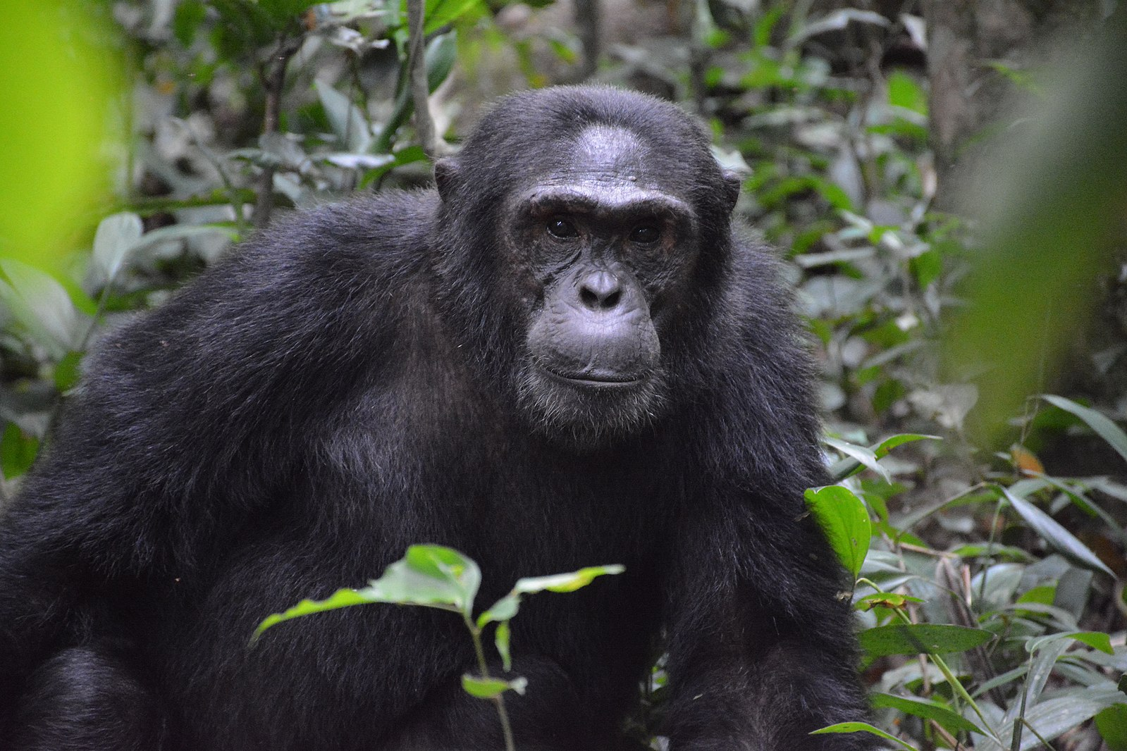 Imagem do Chimpanzé macho dominante no Parque Nacional Kibale perto de árvores e plantas.