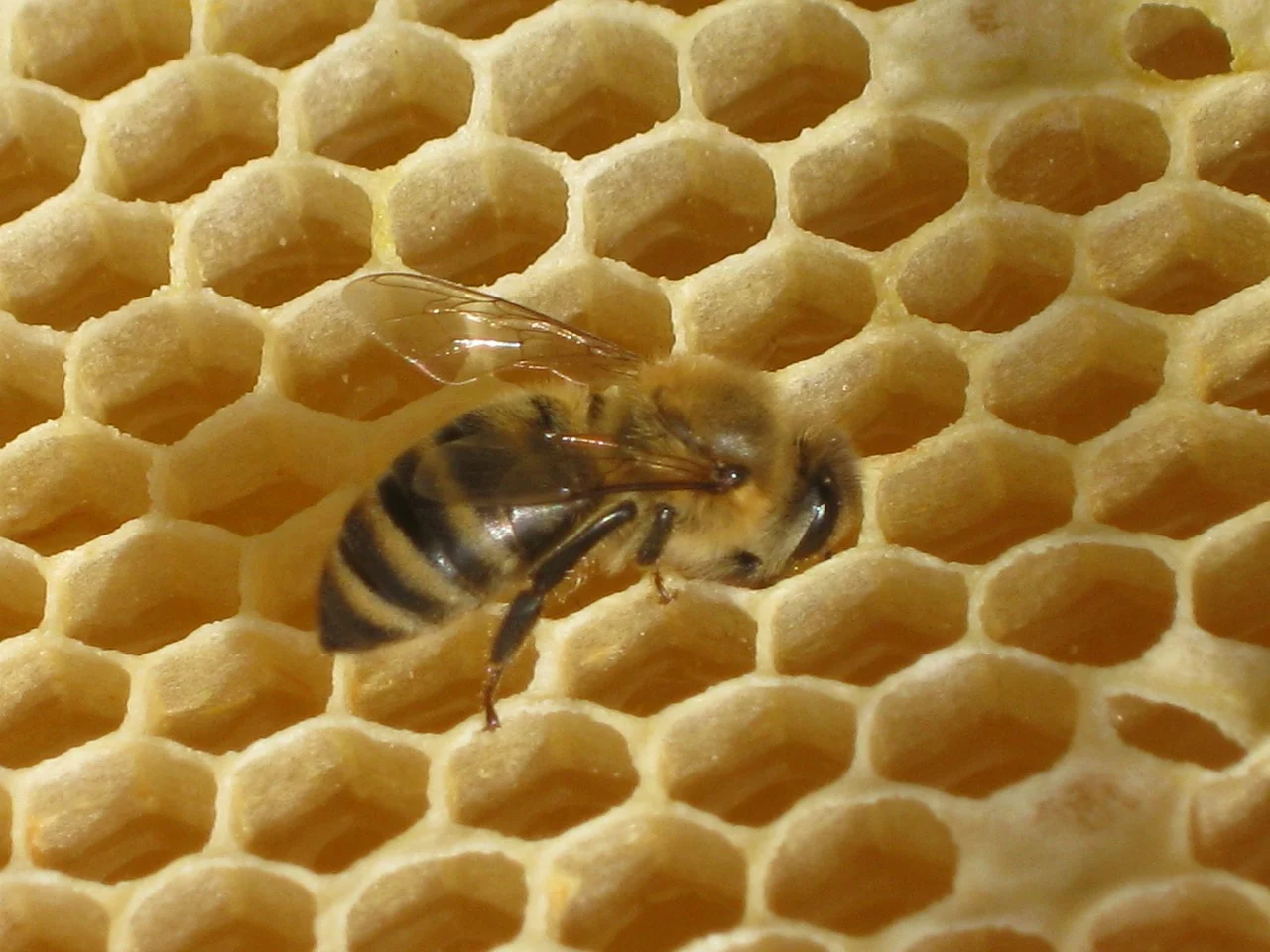 Favos de cera de abelha, inspiração para o exame, e uma abelha trabalhando nos favos.