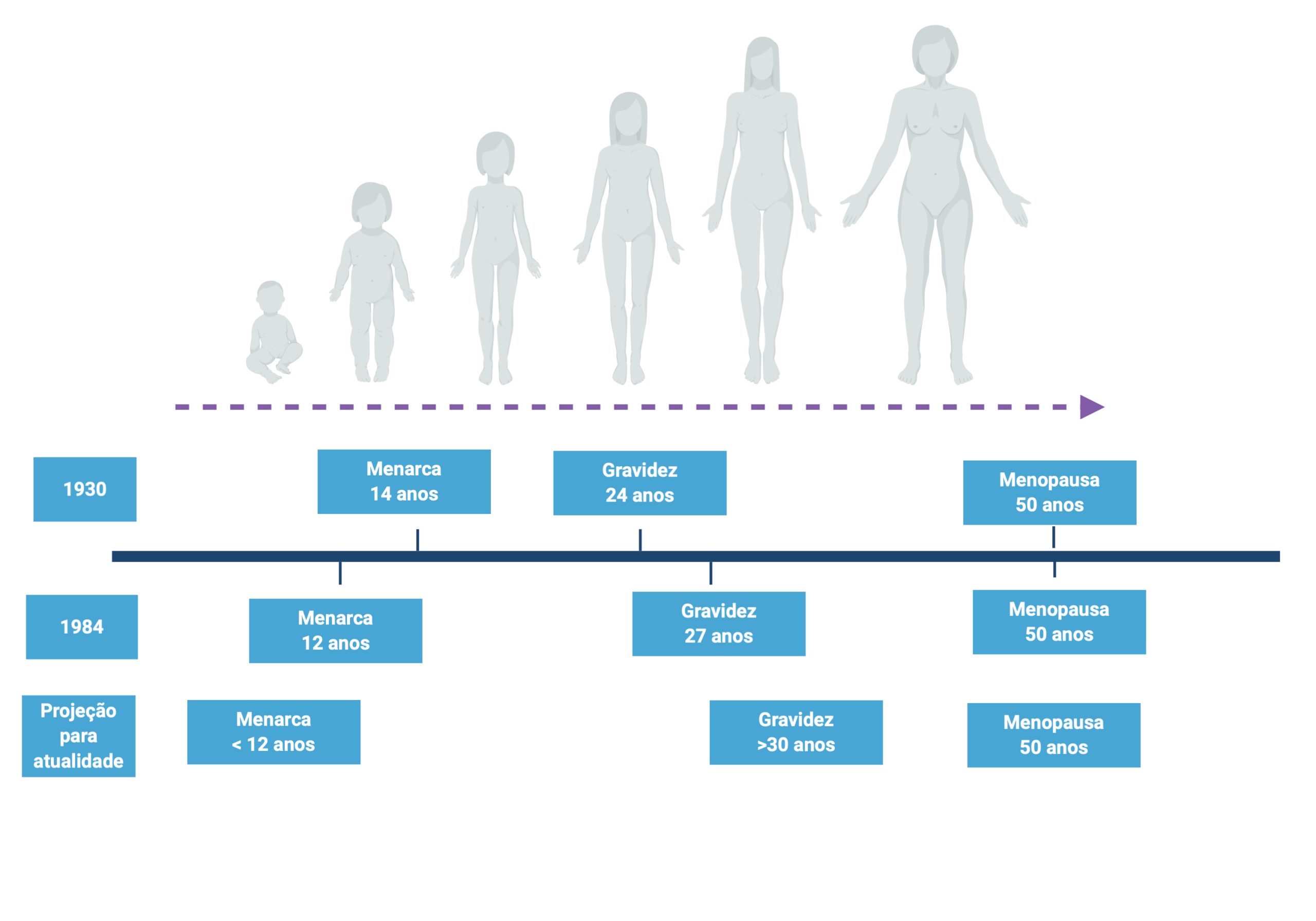 Calendário do ciclo menstrual normal: passo a passo do processo que prepara  o corpo da mulher para a gravidez - Genesis Clínica de Reprodução Humana