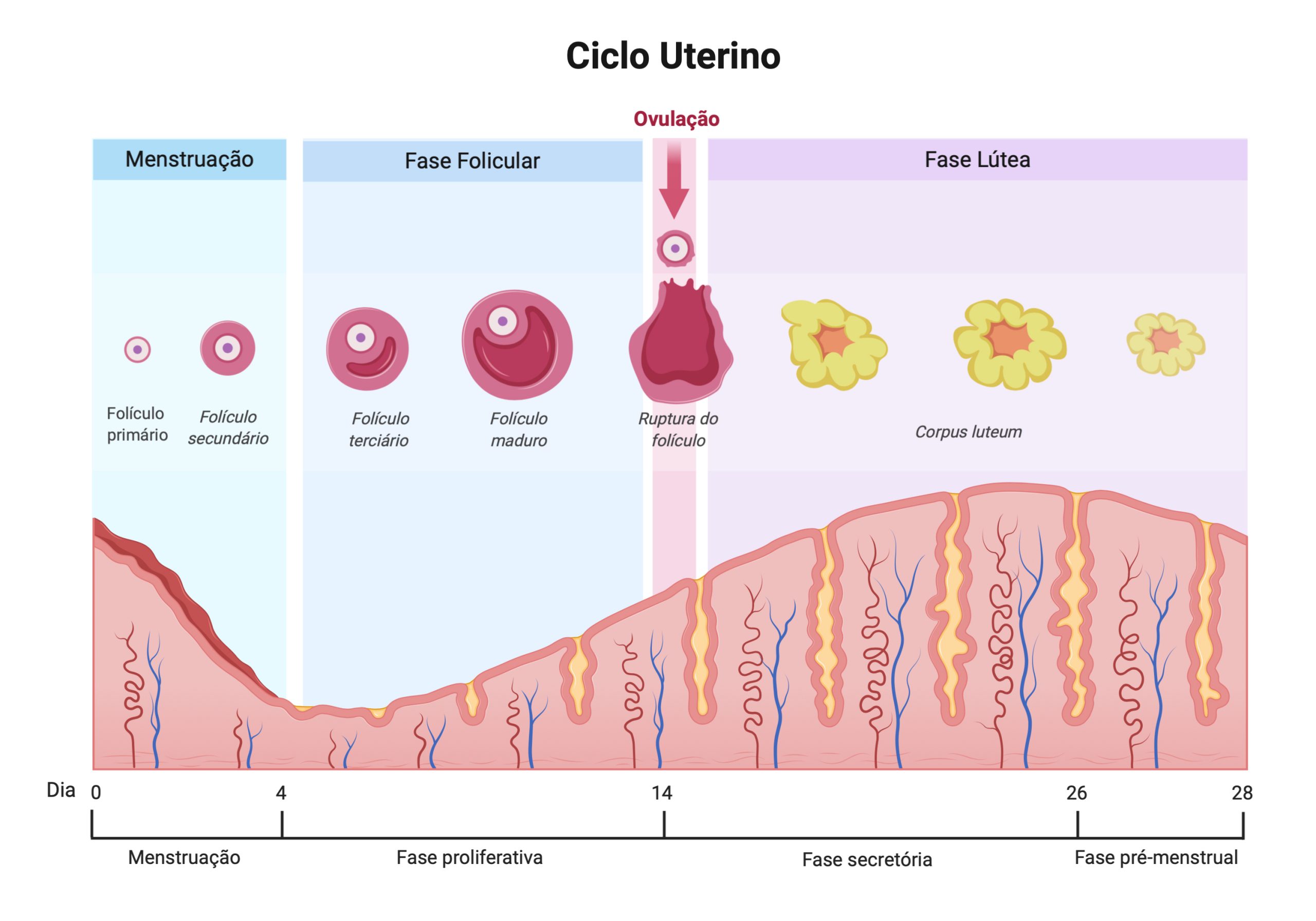 Ciclo menstrual no útero gráfico