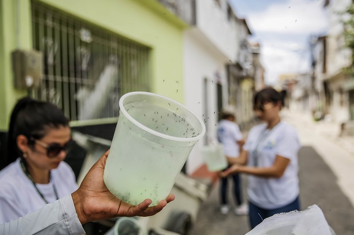 Aedes aegypti controle biológico na saúde publica e prevenção da dengue