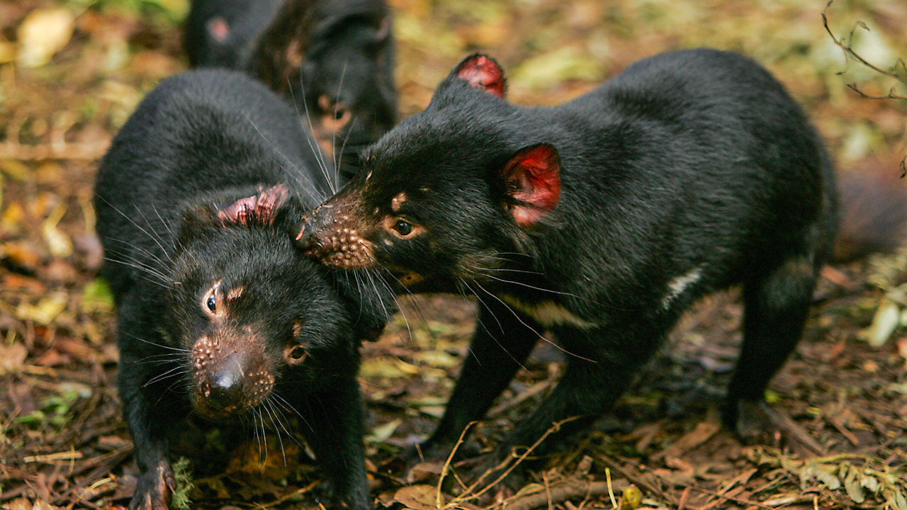 Dois demônios-da-tasmânia com tumores no rosto estão brigando, um deles está mordendo a cabeça do outro.