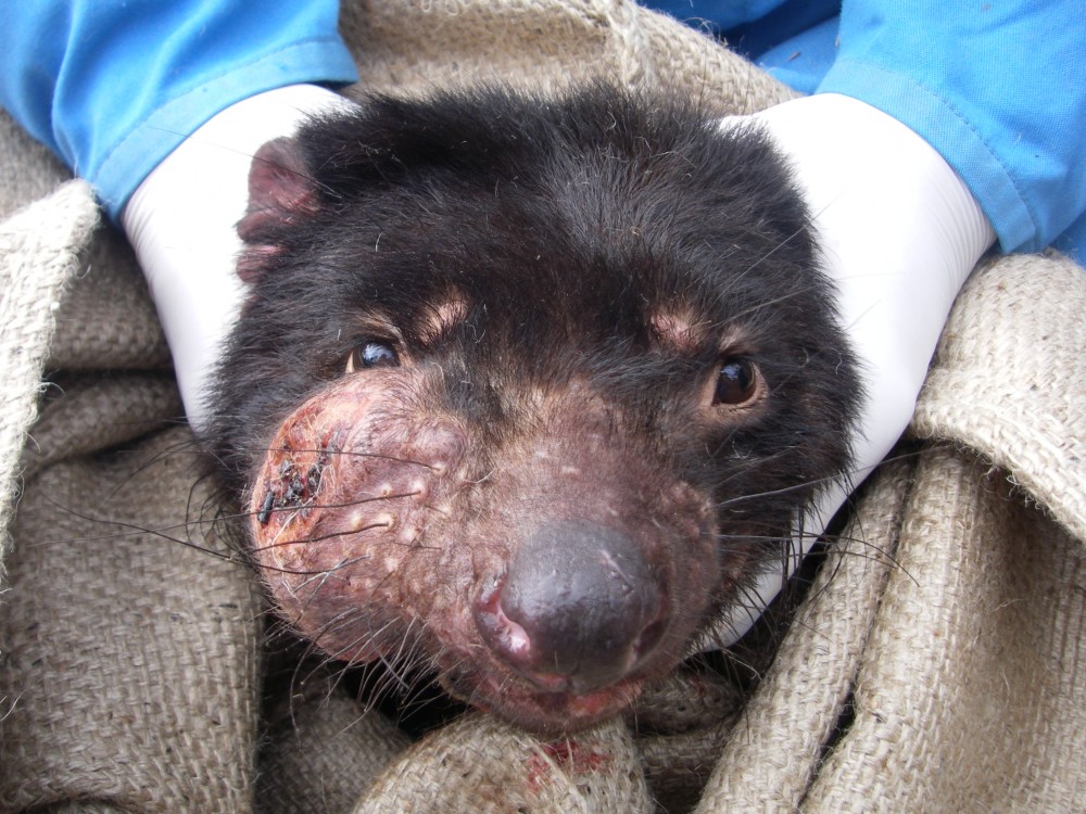 Diabo-da-tasmânia sendo segurado por mãos com luva, apresentando um tumor grande ao lado direito do rosto.