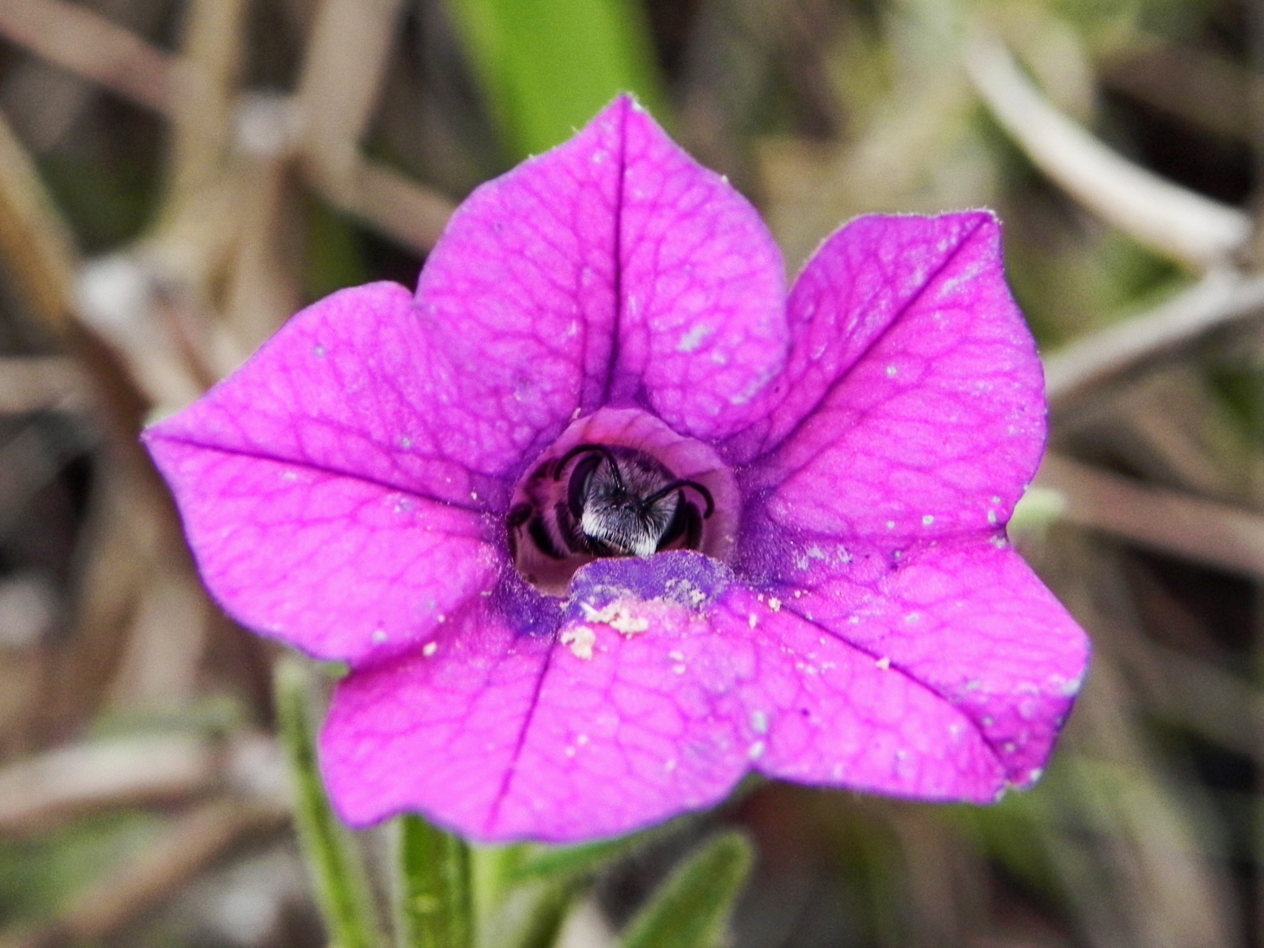 Abelha dentro de flor petúnia poinização