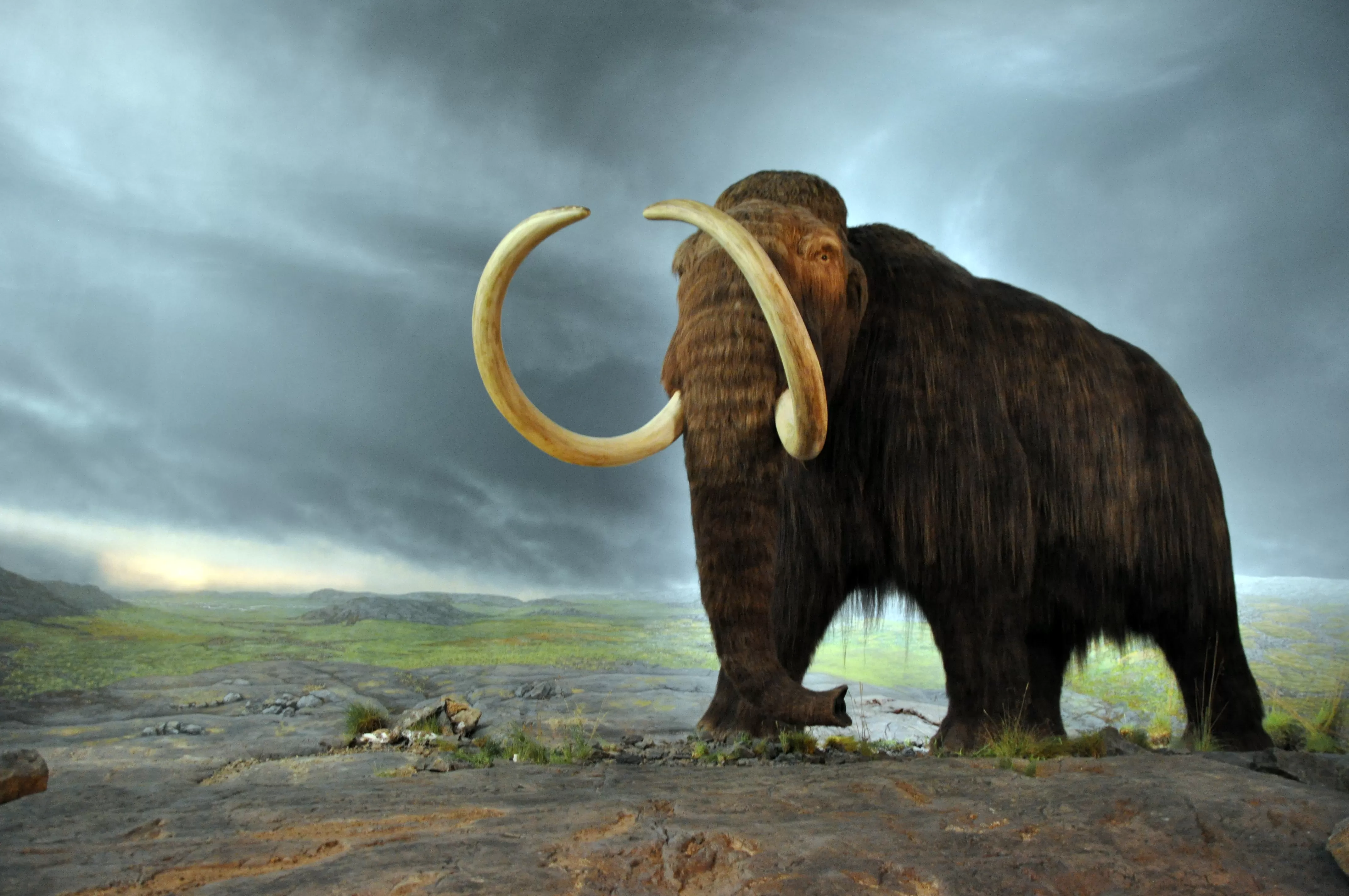 Ilustração de um mamute grande, de pelo longo marrom e presas brancas curvadas para cima, andando por uma vegetação baixa, como grama, e pedras.