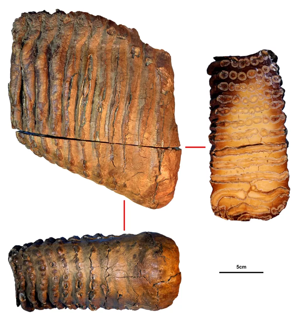 Três imagens do dente de mamute fossilizado. O dente é comprido e largo, com uma coloração marrom e cheio de ranhuras.