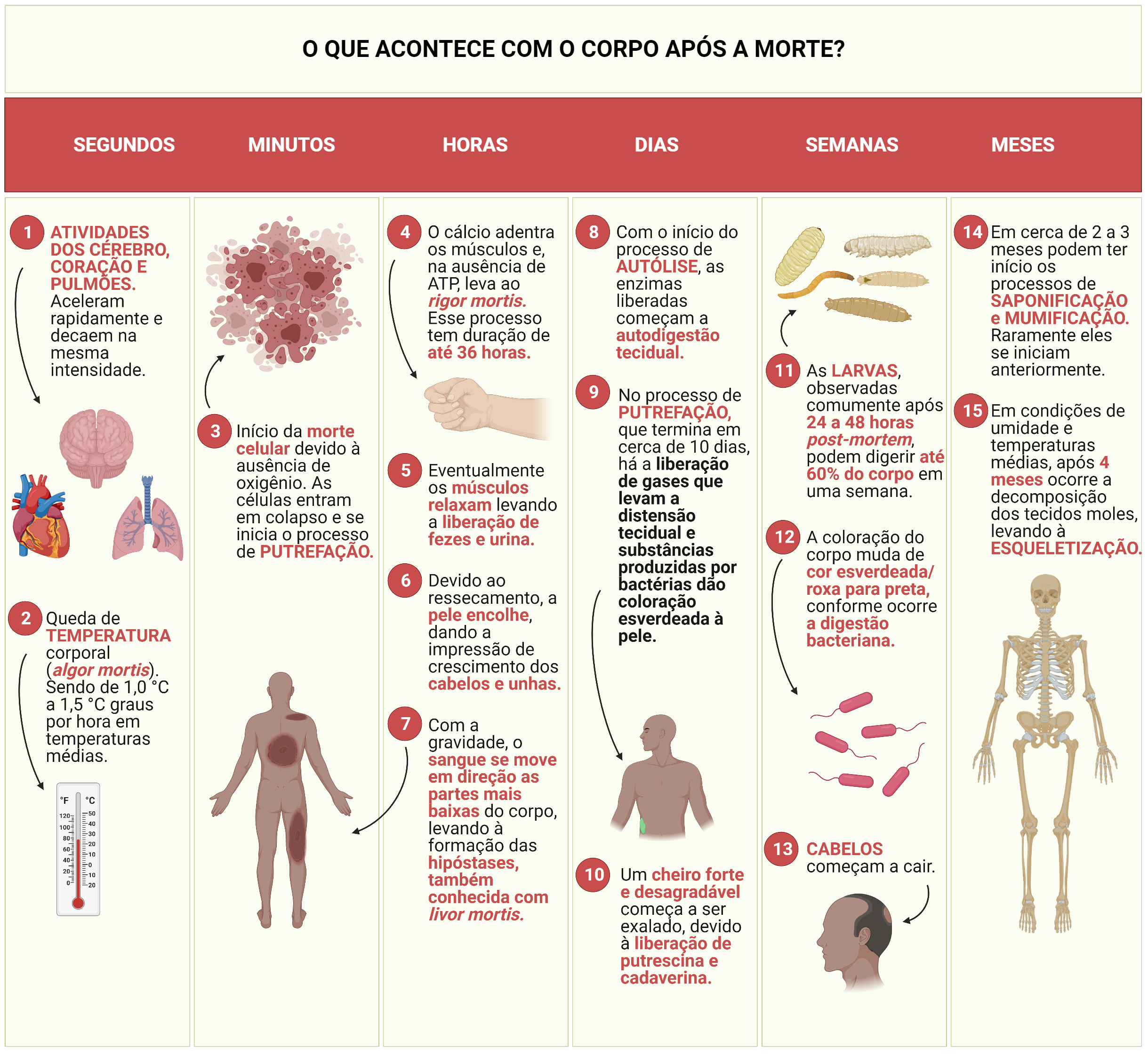 livor mortis humano