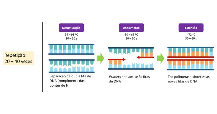 PCR técnica DNA biologia molecular
