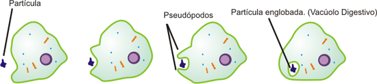 Imagem mostrando uma célula grande fagocitando uma partícula pequena: a célula redonda começa a projetar dois prolongamentos de sua membrana até alcançar e capturar a partícula, que é englobada em uma especie de bolha, chamada vacúolo, dentro da célula.