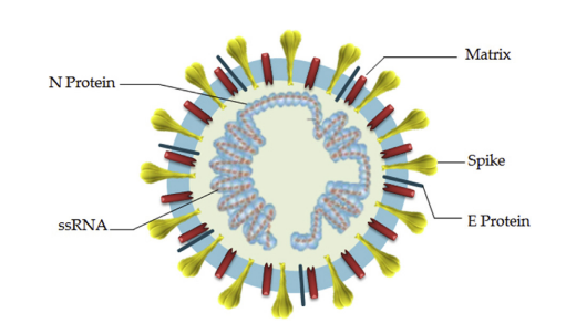 Esquema do vírus com suas proteínas (Spike, N e E), membrana e RNA interno.