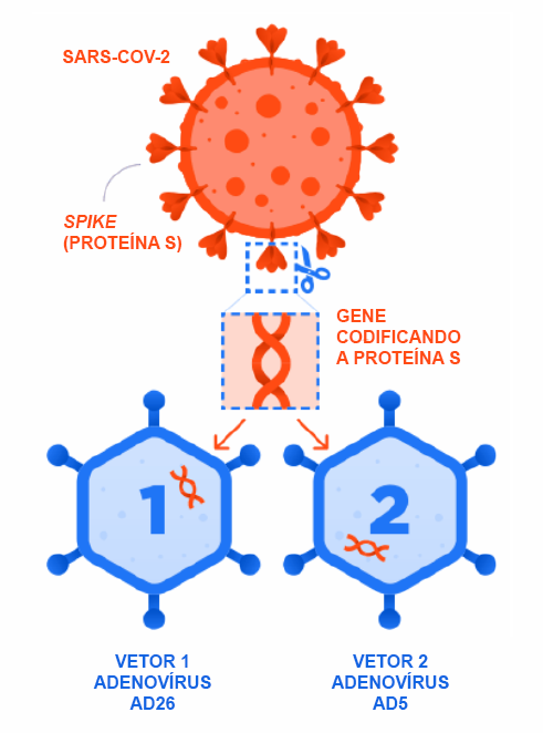 Esquema mostrando o gene que codifica a proteína S do vírus sendo utilizado nos vetores virais, para criação da vacina