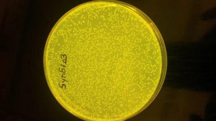 Uma placa de petri com meio de cultura amarelo cheia de pontos brancos, as bactérias, está localizada sobre um fundo preto. Na tampa da placa há o texto: Syn61 delta 3.