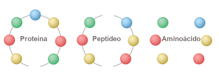 Esquema demonstrando a junção de aminoácidos formando peptídeos (menores, formados pelos aminoácidos) e proteínas (maiores, formadas pelos peptídeos).