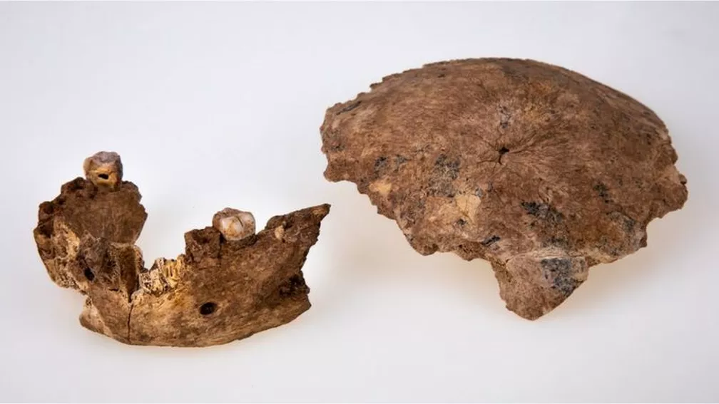 Imagem de duas partes de crânio humano fossilizado.