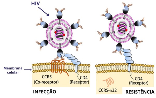 células tronco hiv aids