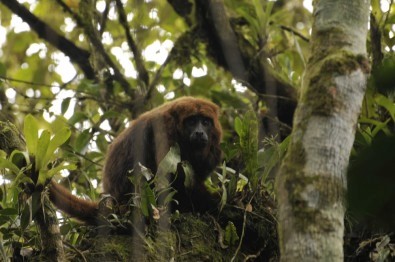 mata atlântica