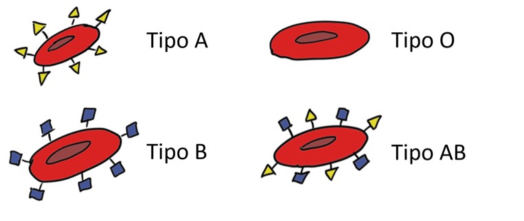 tipo sanguíneo transplantes