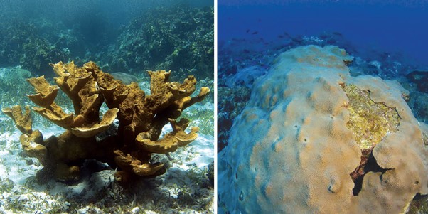 corais furacão poluição