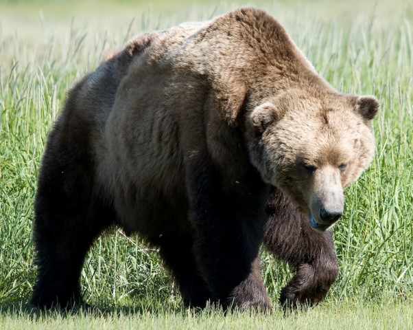 urso hibernação diabetes