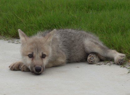 lobo selvagem ártico clonagem