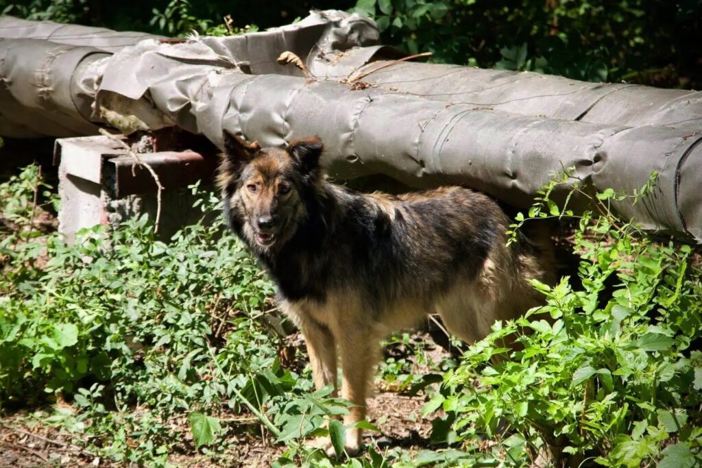 cão chernobyl