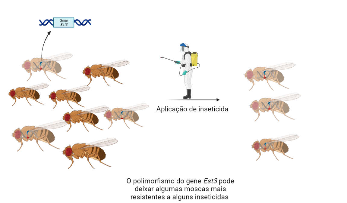 Dna E Sa De Explorando As Varia Es Gen Ticas Ilha Do Conhecimento