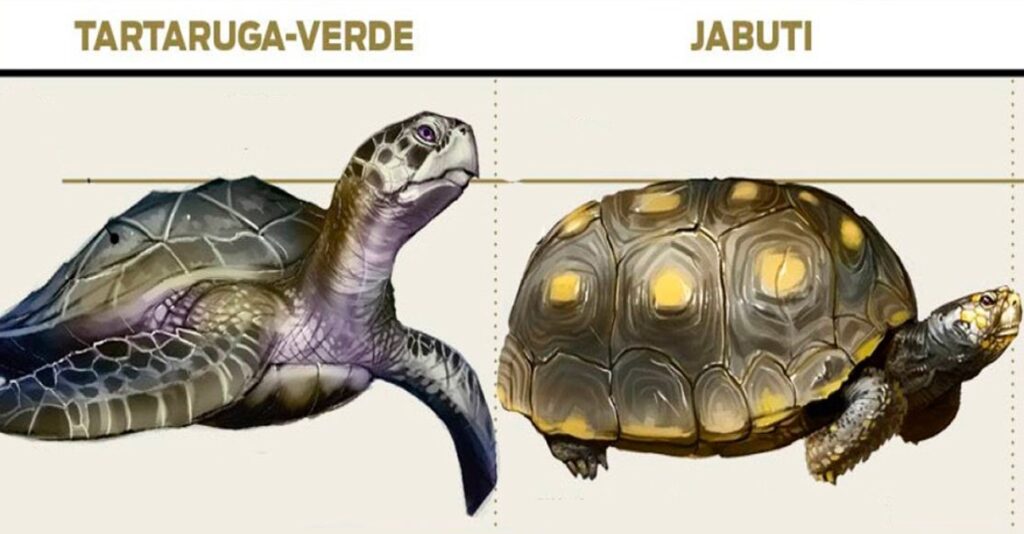 ➜ Diferença entre COBRA, SERPENTE e VÍBORA