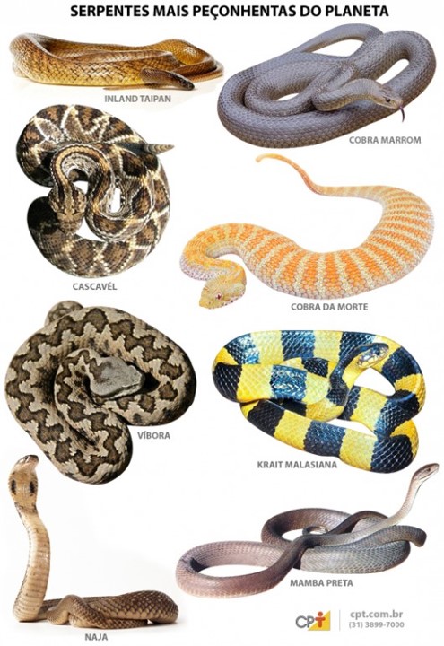 Qual a diferença entre cobra e serpente? Tire suas dúvidas, ok