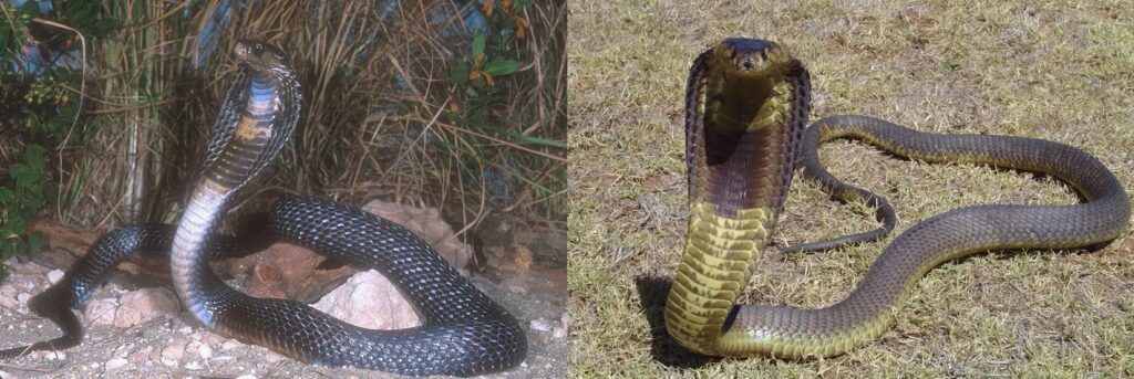 Qual é a diferença entre Cobras e Serpentes? - Tudo EP