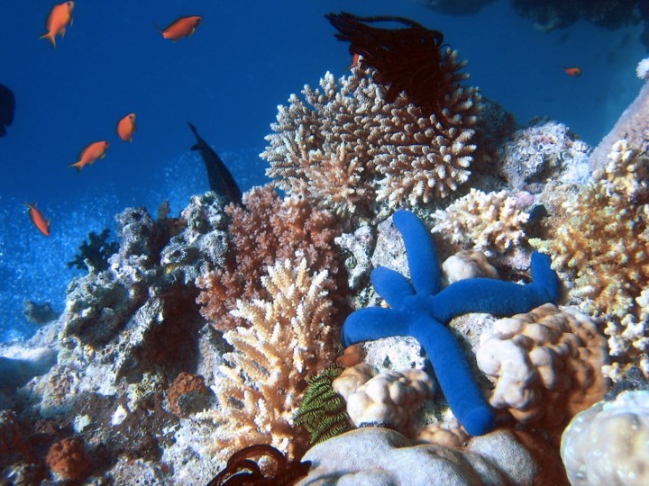 recifes de corais