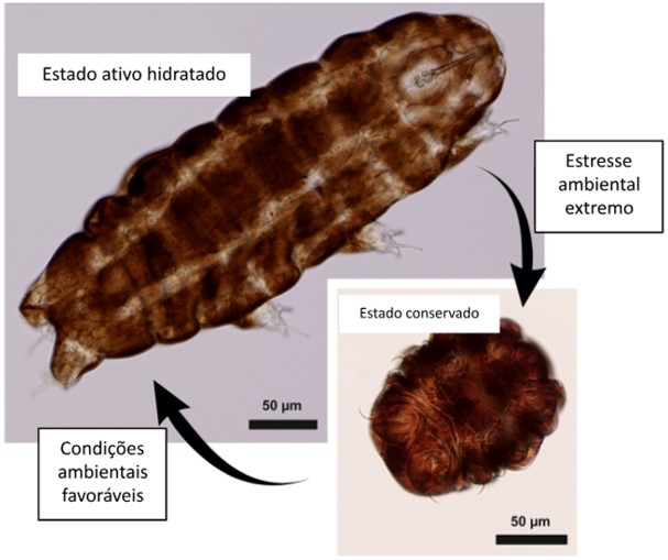 tardígrados