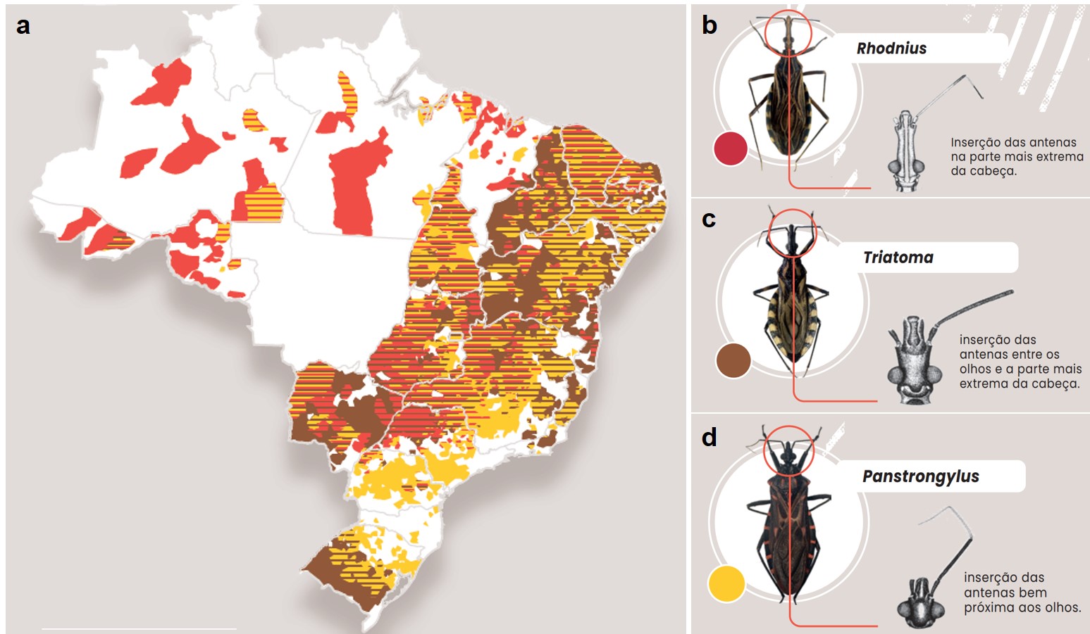 doença de chagas