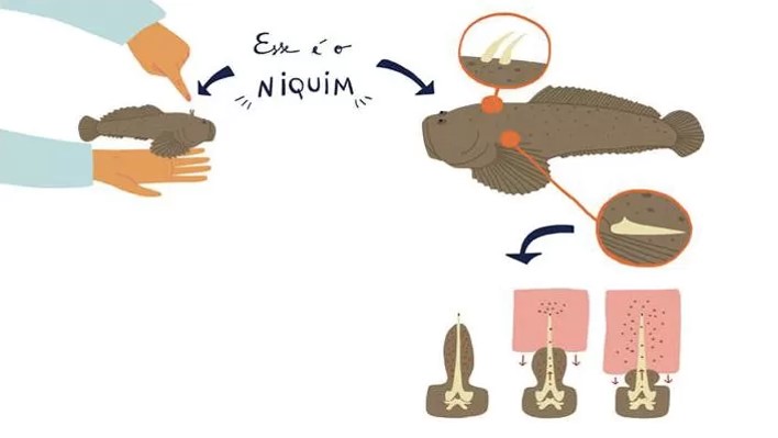 zebrafish veneno peixe butantan