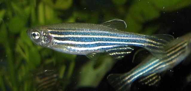 zebrafish veneno peixe butantan