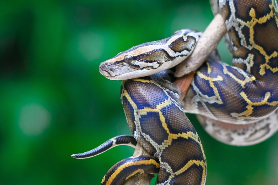 Qual a diferença entre cobra e serpente? - Ilha do Conhecimento