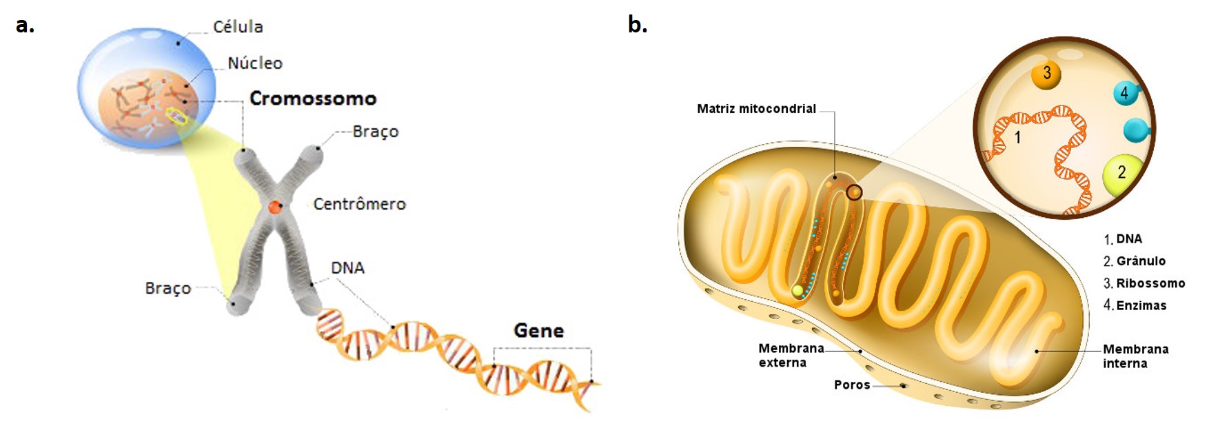 dna celular e mitocondrial