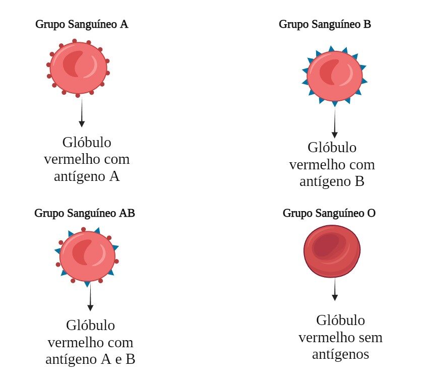 grupos sanguíneos