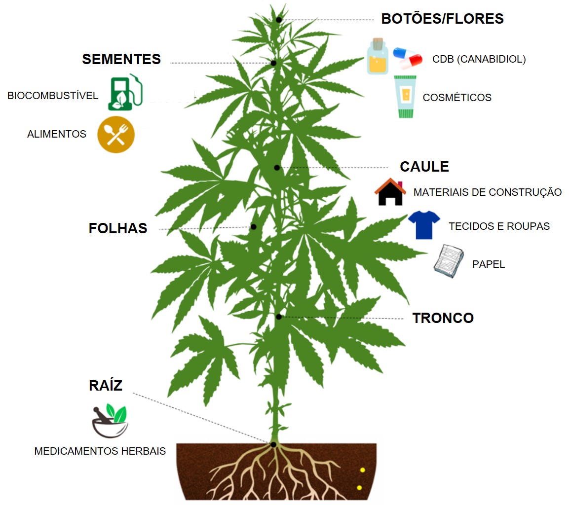 Propriedades da Cannabis sativa. Fonte: traduzido de Hesami et al. (2021).