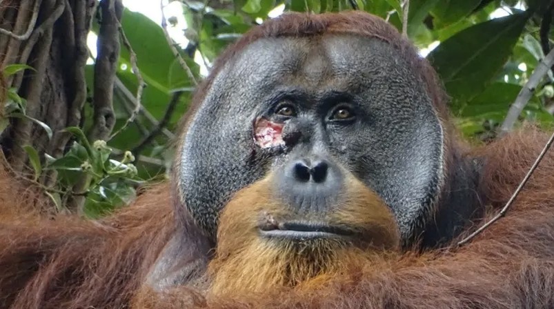orangotango