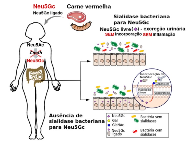 saúde