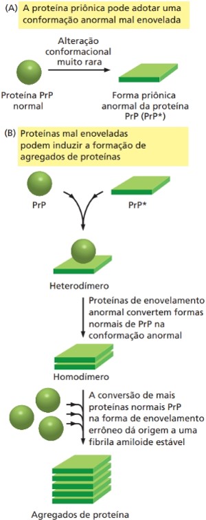 prions proteinas