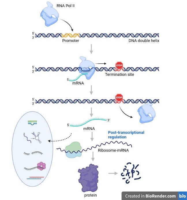 rnas genes bioinformática arqueas